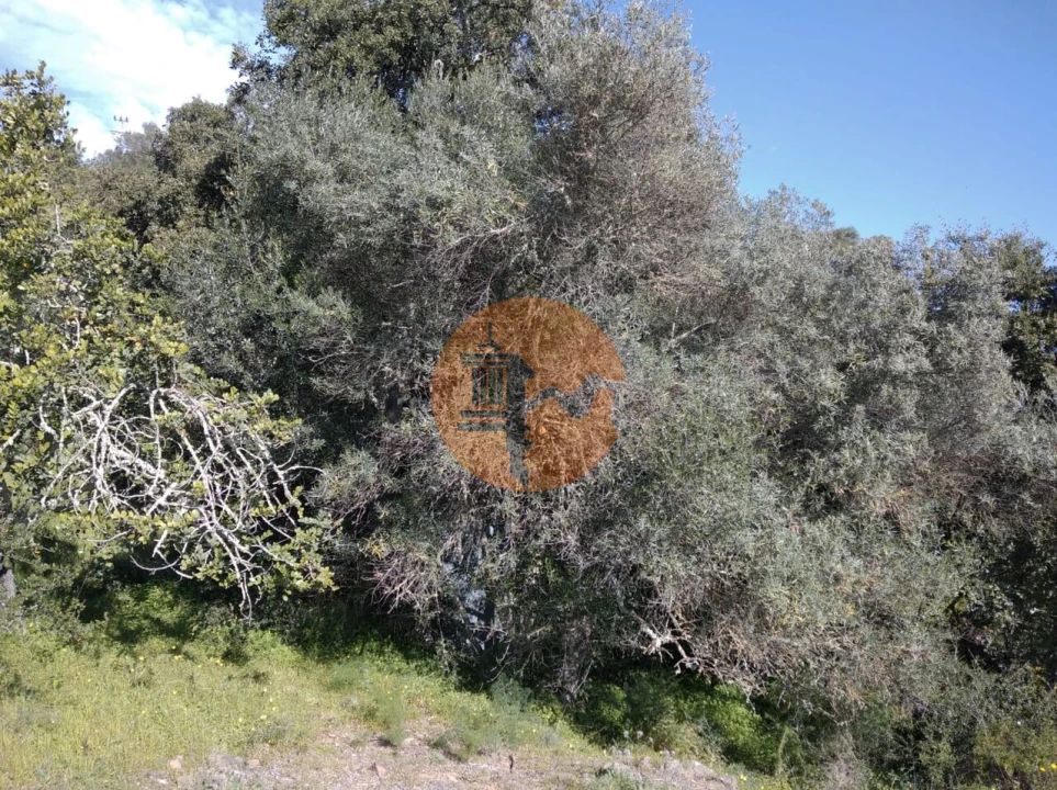 Terreno para Venda em Odeleite Foto 13