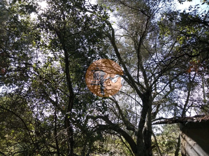 Terreno para Venda em Odeleite Foto 11