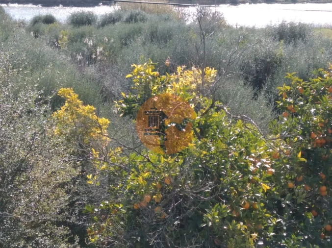 Terreno para Venda em Odeleite Foto 12