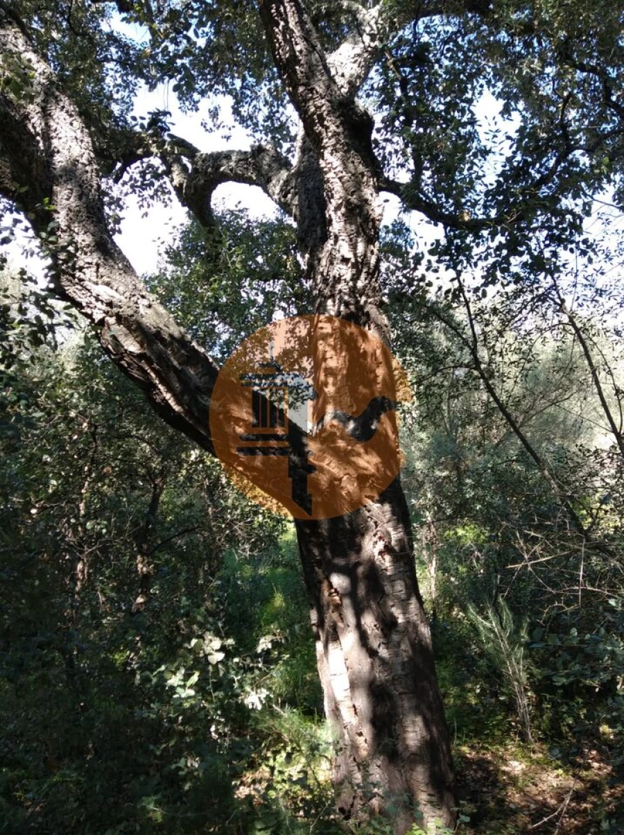 Terreno para Venda em Odeleite Foto 14