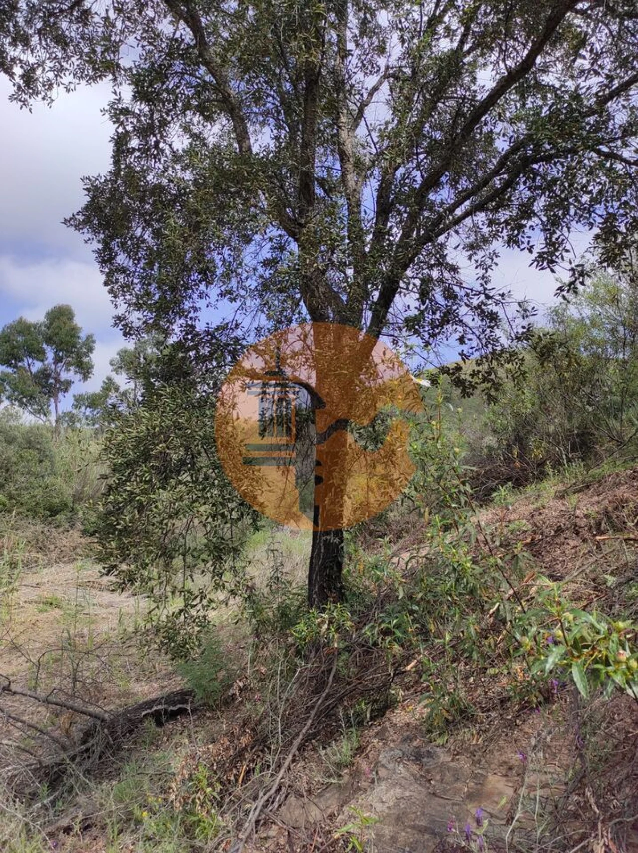 Terreno para Venda em Azinhal Foto 17