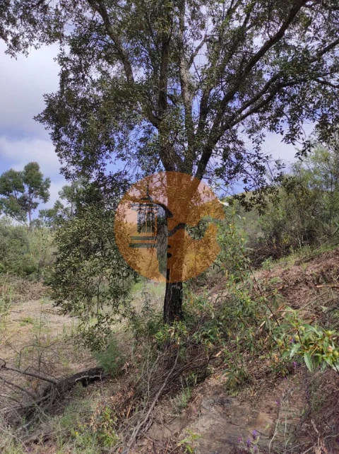 Terreno para Venda em Azinhal