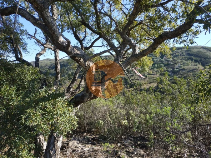 Terreno para Venda em Azinhal Foto 65