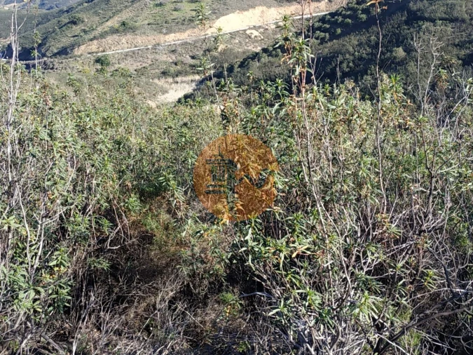 Terreno para Venda em Azinhal Foto 68