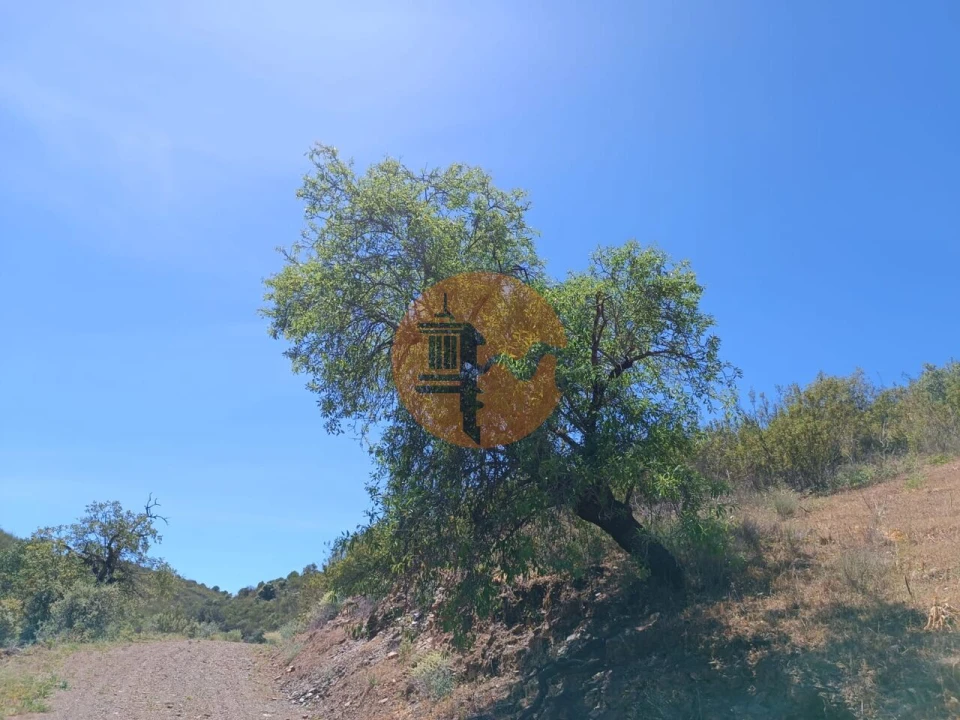 Terreno para Venda em Azinhal Foto 3