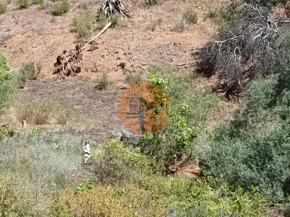Terreno para Venda em Azinhal Foto 5