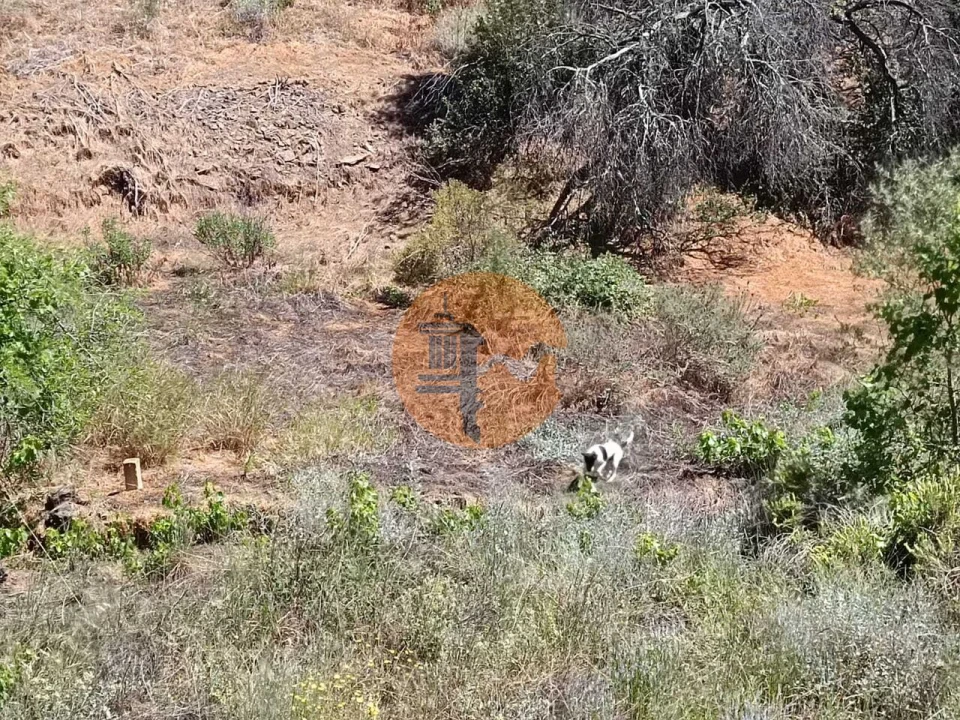 Terreno para Venda em Azinhal Foto 7