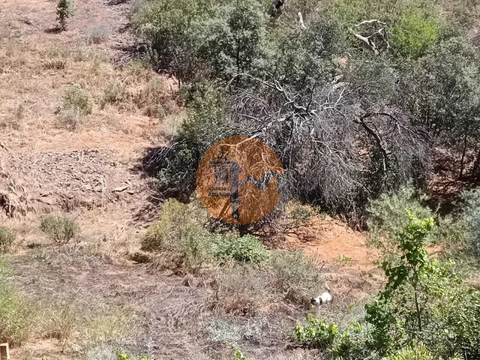Terreno para Venda em Azinhal Foto 9