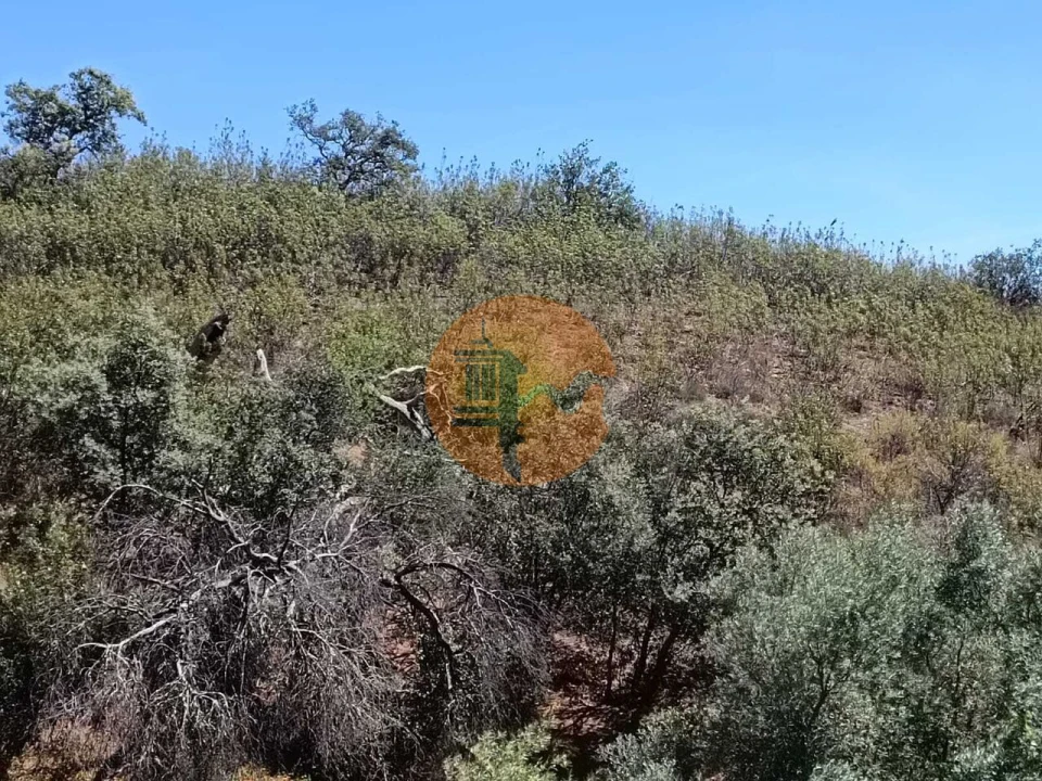 Terreno para Venda em Azinhal Foto 12