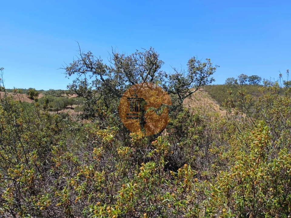 Terreno para Venda em Azinhal Foto 22