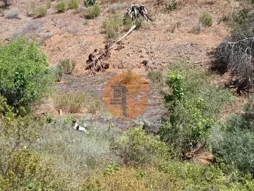 Terreno para Venda em Azinhal