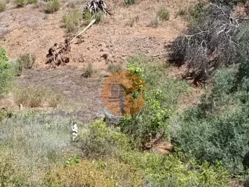 Terreno para Venda em Azinhal