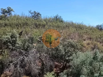 Terreno para Venda em Azinhal