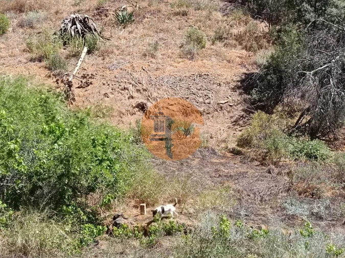 Terreno para Venda em Azinhal Foto 14