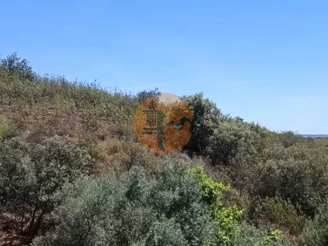 Terreno para Venda em Azinhal Foto 17