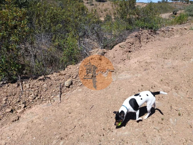 Terreno para Venda em Azinhal Foto 32