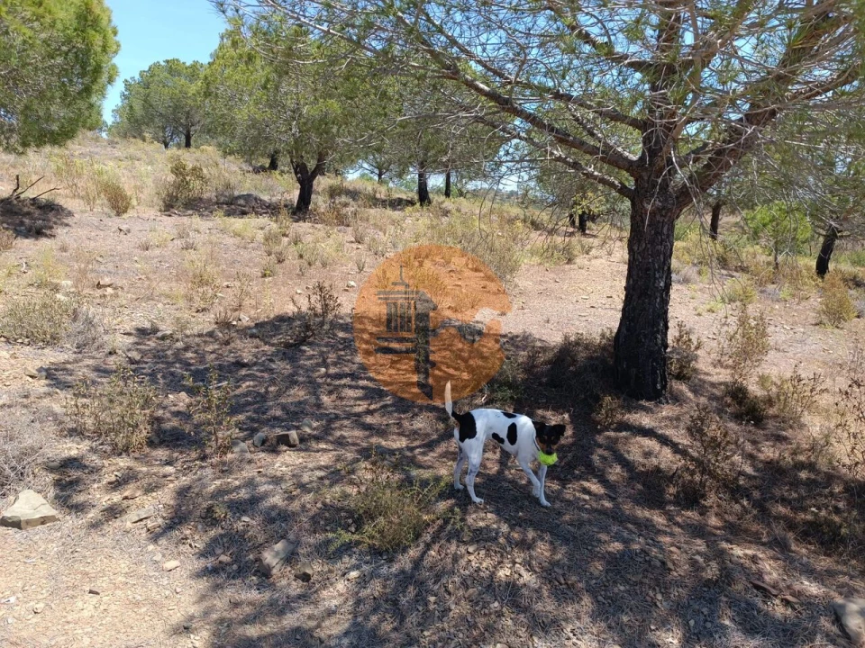 Terreno para Venda em Odeleite Foto 12