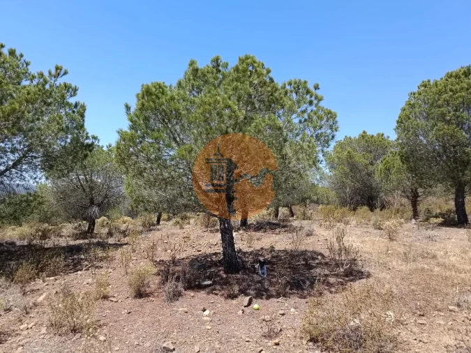 Terreno para Venda em Odeleite Foto 14