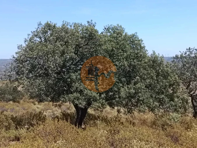 Terreno para Venda em Odeleite Foto 5