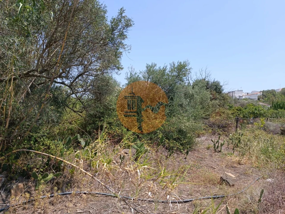 Terreno para Venda em Azinhal Foto 7