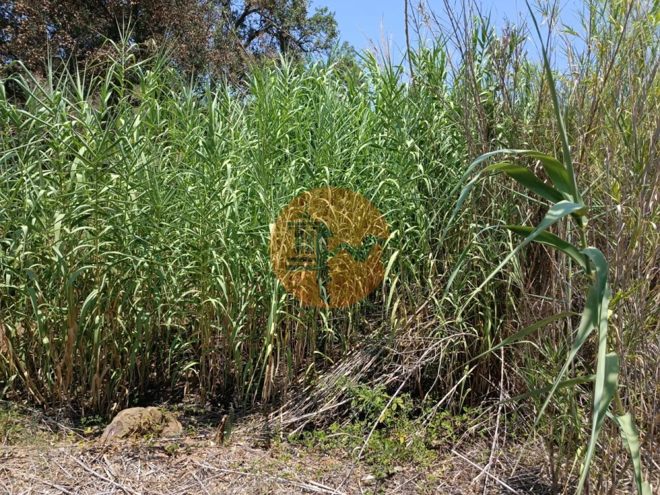 Terreno para Venda em Azinhal Foto 10