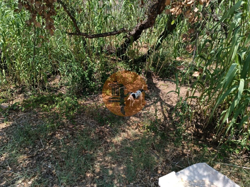Terreno para Venda em Azinhal Foto 11