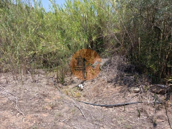 Terreno para Venda em Azinhal Foto 4