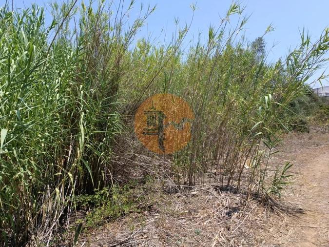 Terreno para Venda em Azinhal Foto 18
