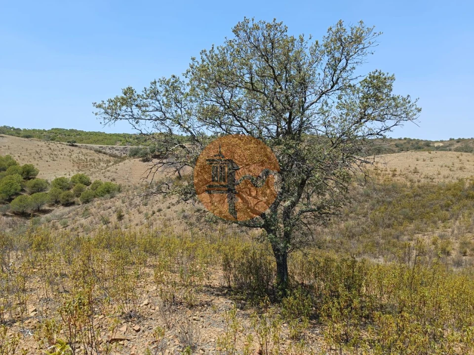 Terreno para Venda em Azinhal Foto 3
