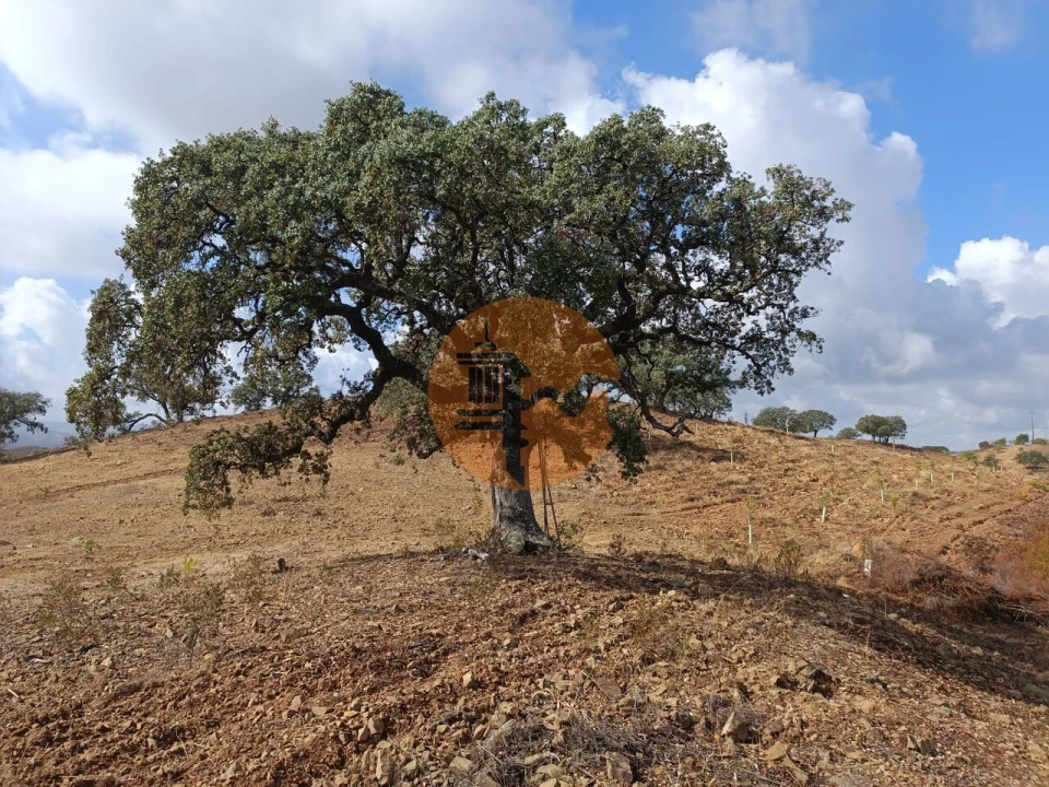 Terreno para Venda em Azinhal Foto 11