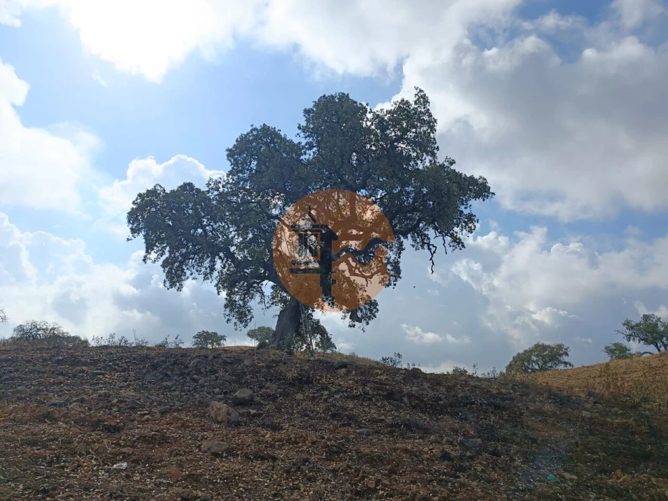 Terreno para Venda em Azinhal Foto 15