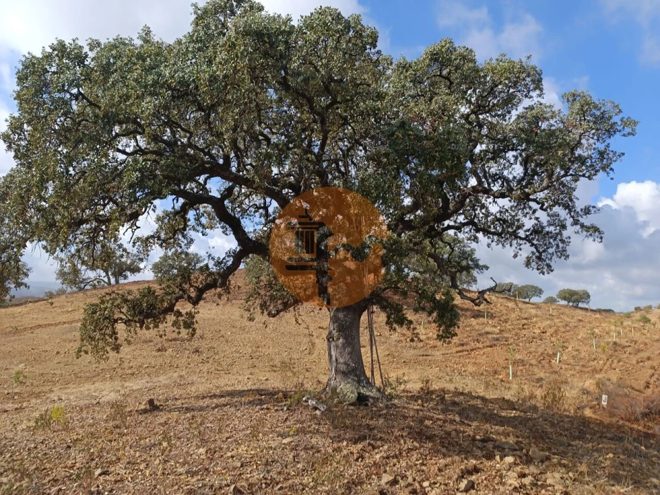 Terreno para Venda em Azinhal Foto 16
