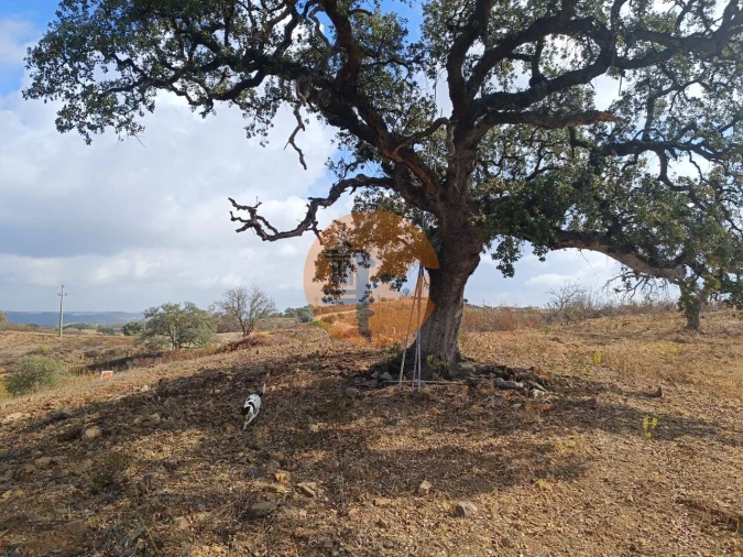 Terreno para Venda em Azinhal Foto 6