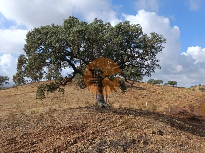 Terreno para Venda em Azinhal Foto 11