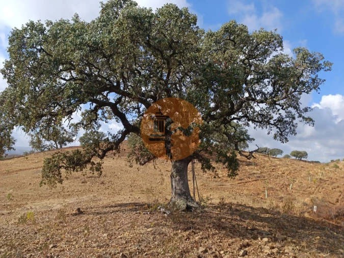 Terreno para Venda em Azinhal Foto 16