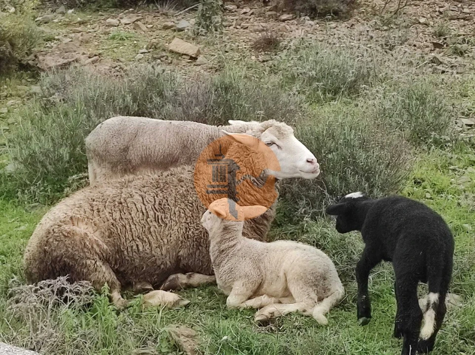Terreno para Venda em Castro Marim Foto 13