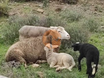Terreno para Venda em Castro Marim
