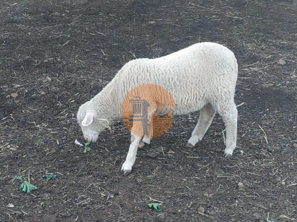 Terreno para Venda em Azinhal Foto 12