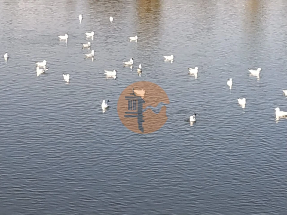 Terreno para Venda em Azinhal Foto 14