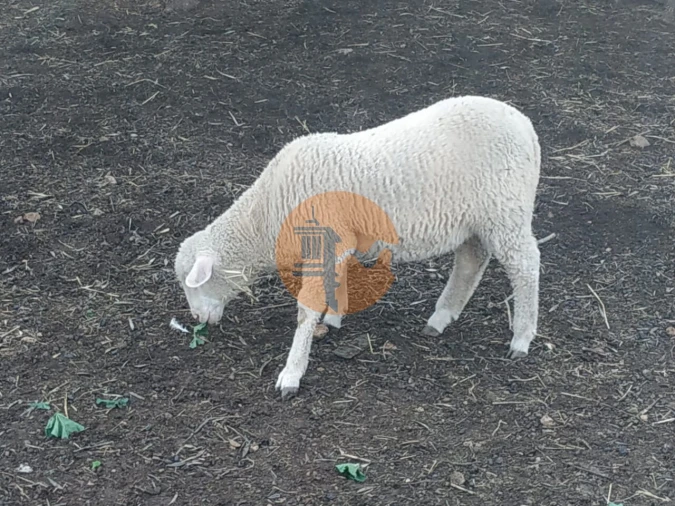 Terreno para Venda em Azinhal Foto 12