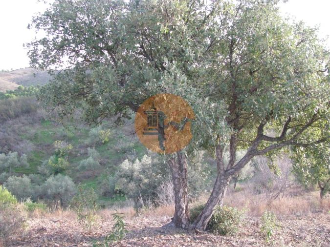 Terreno para Venda em Azinhal Foto 4