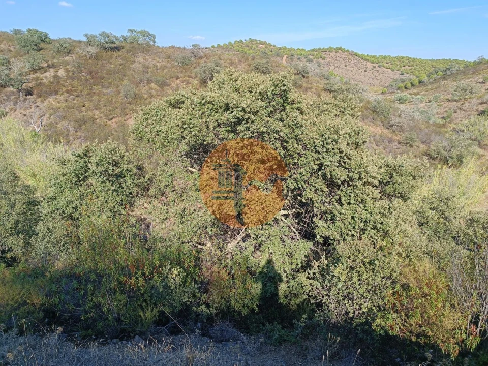 Terreno para Venda em Azinhal Foto 15
