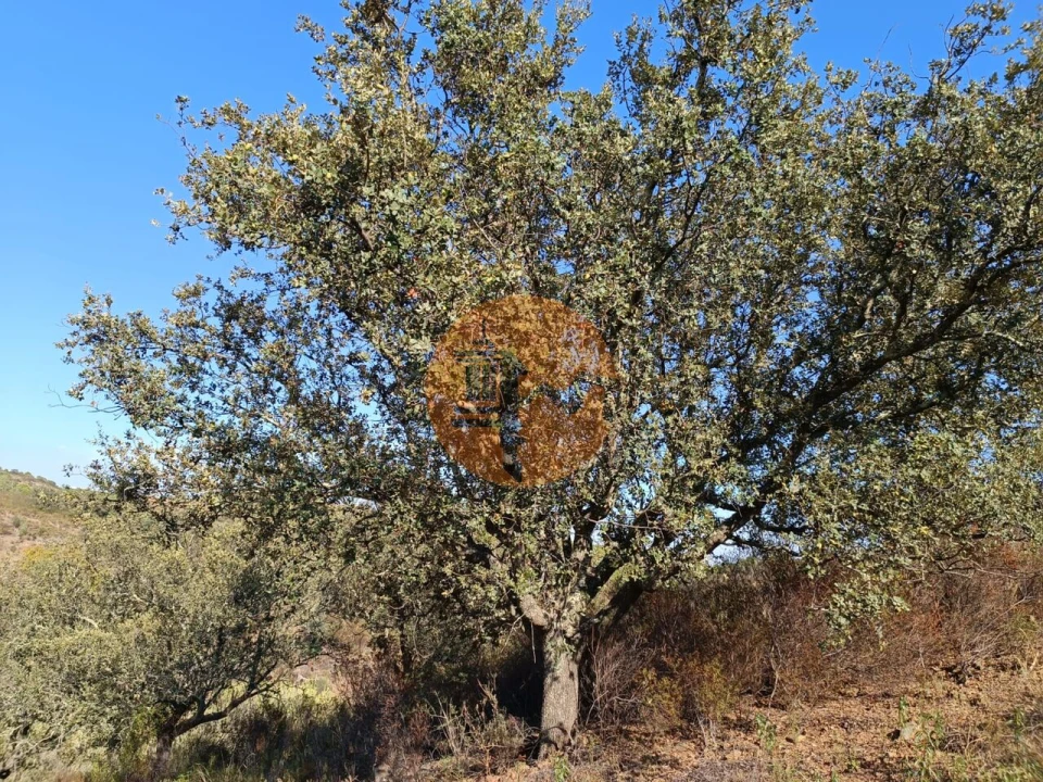 Terreno para Venda em Azinhal Foto 46