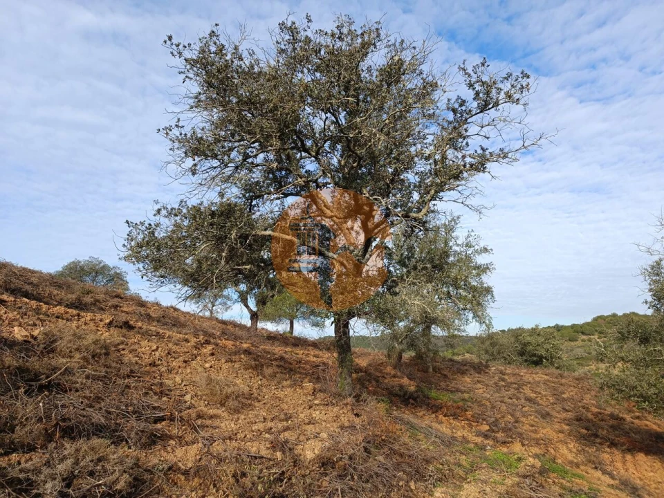 Terreno para Venda em Azinhal Foto 2