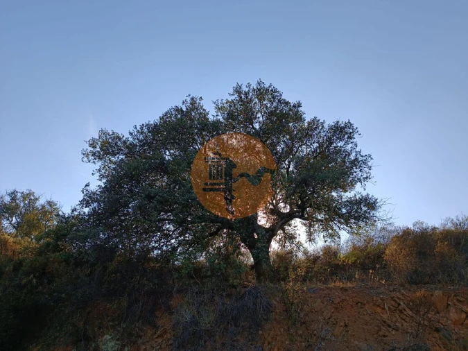 Terreno para Venda em Azinhal Foto 13