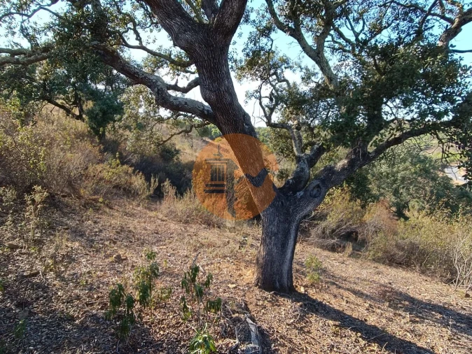 Terreno para Venda em Azinhal Foto 21
