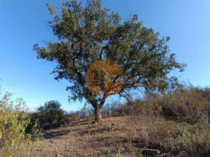 Terreno para Venda em Azinhal Foto 27