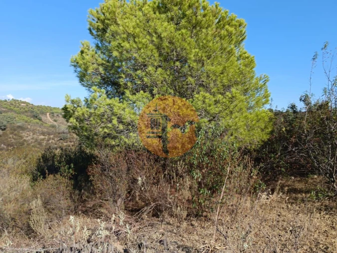 Terreno para Venda em Azinhal Foto 47