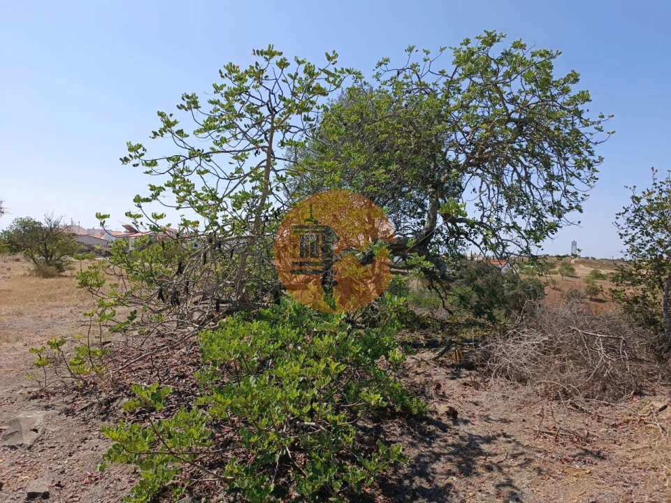 Terreno para Venda em Azinhal Foto 4