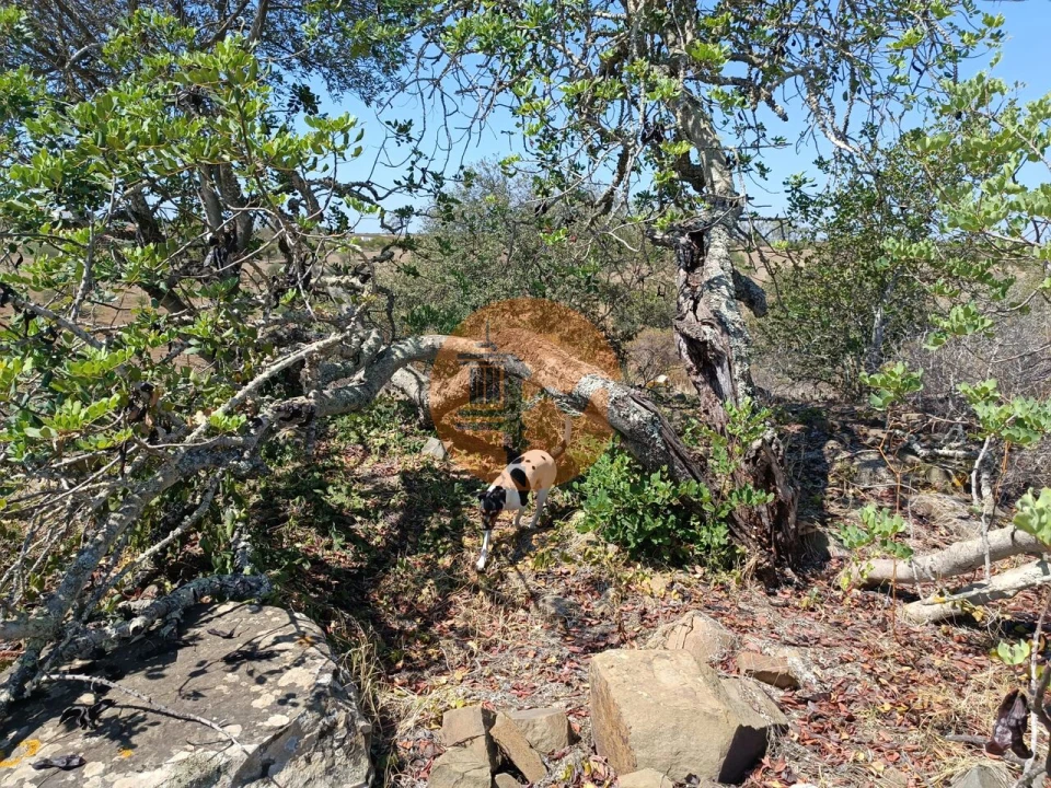 Terreno para Venda em Azinhal Foto 8